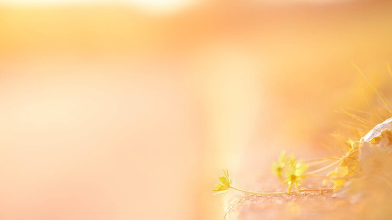Small Yellow Flowers