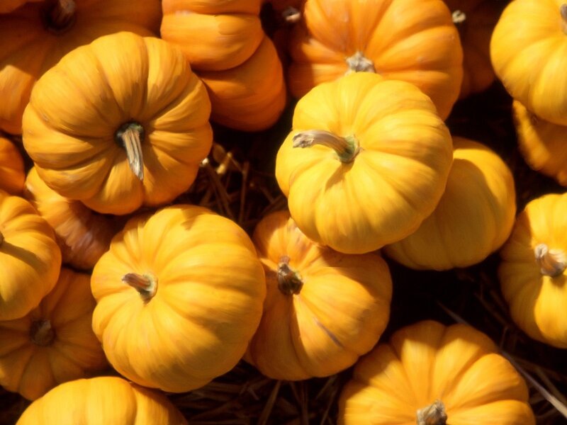 Small Yellow Pumpkins