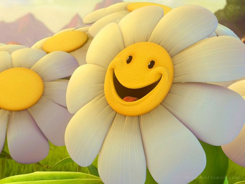 smiling daisy flowers