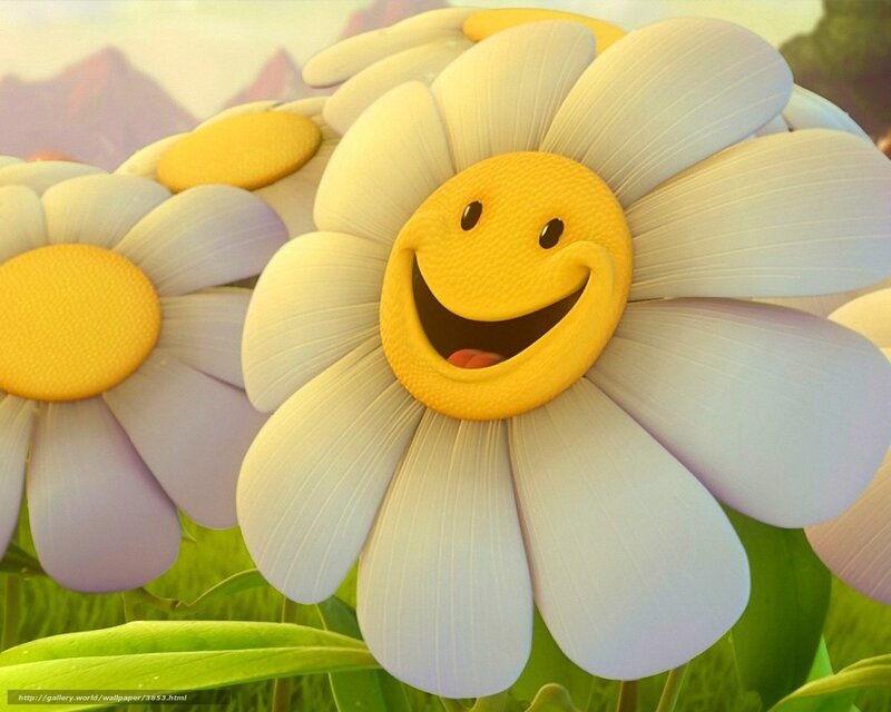 Smiling daisy flowers