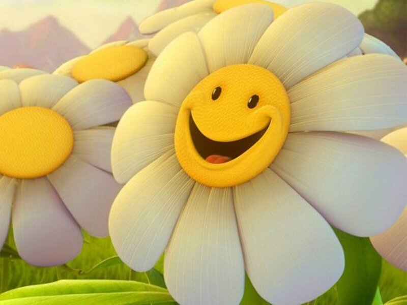 Smiling Daisy Flowers — White, Cheerful