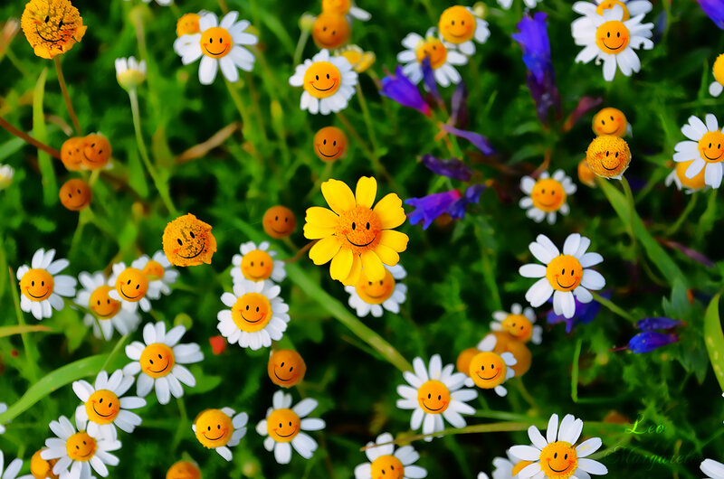 Smiling Flowers in Field