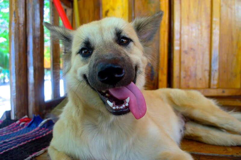 Smiling Light-brown Dog