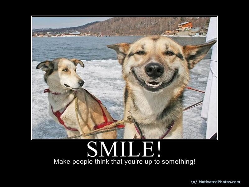 Smiling sled dogs