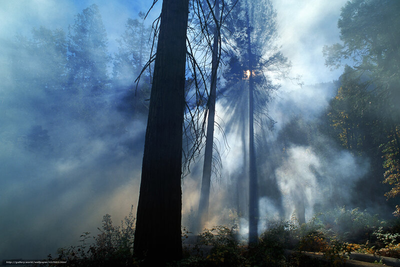 Smoke and sunlight in a forest