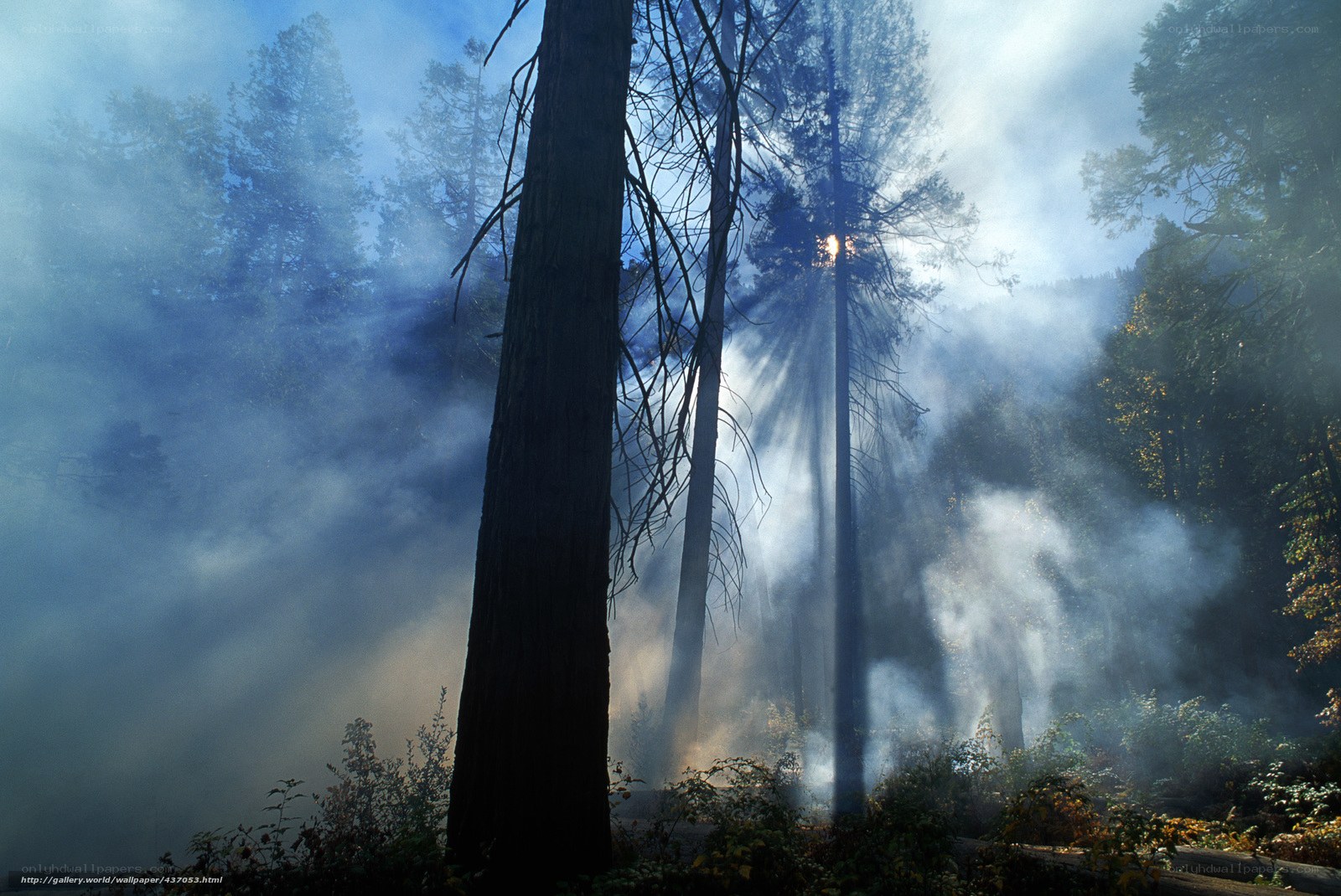 Smoke and sunlight in a forest