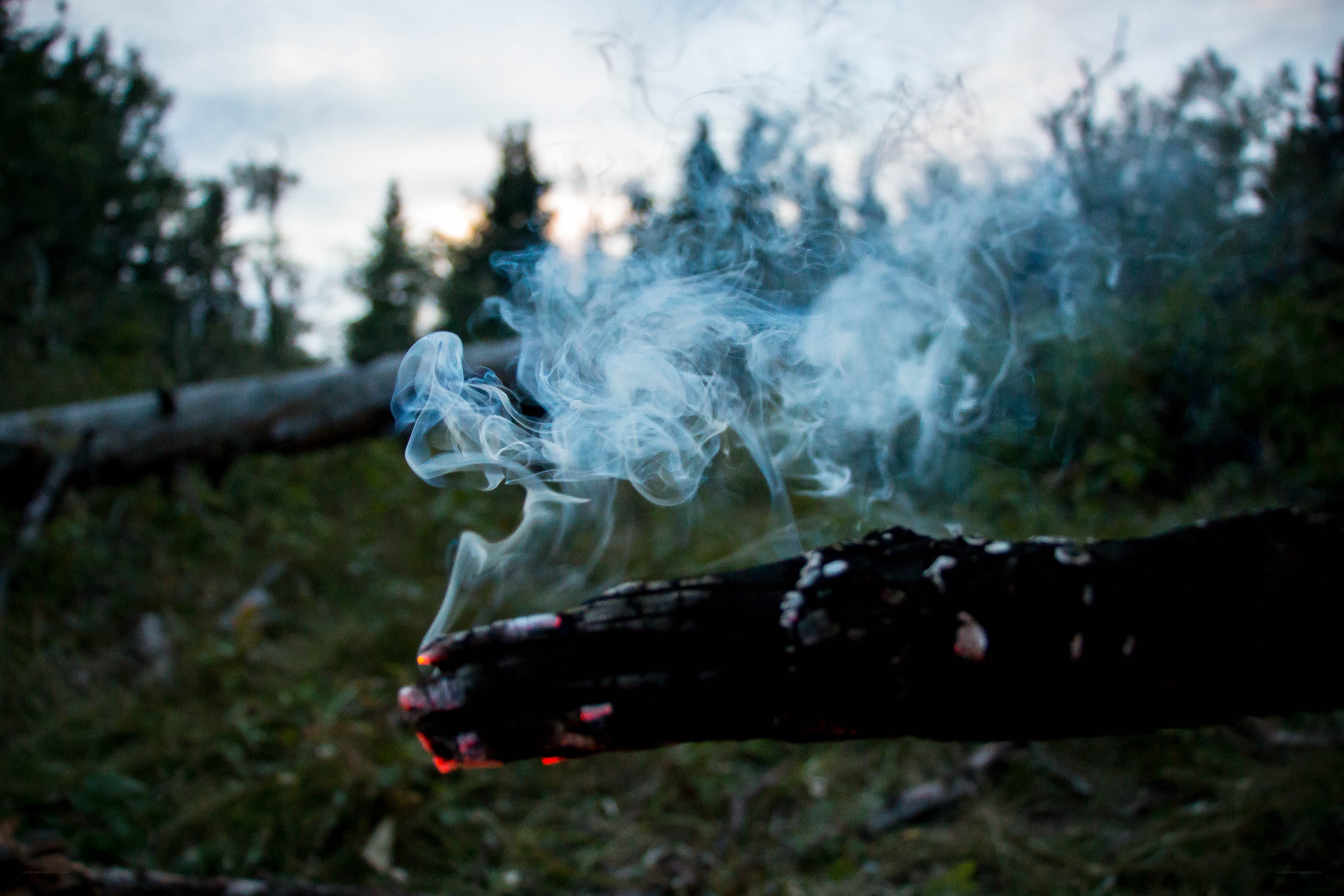 smoke from a burning log