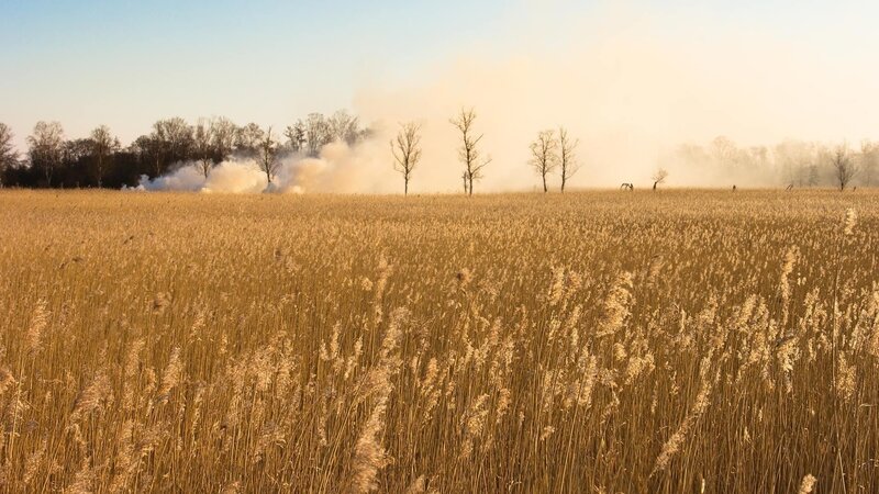 Smoke over a reed field