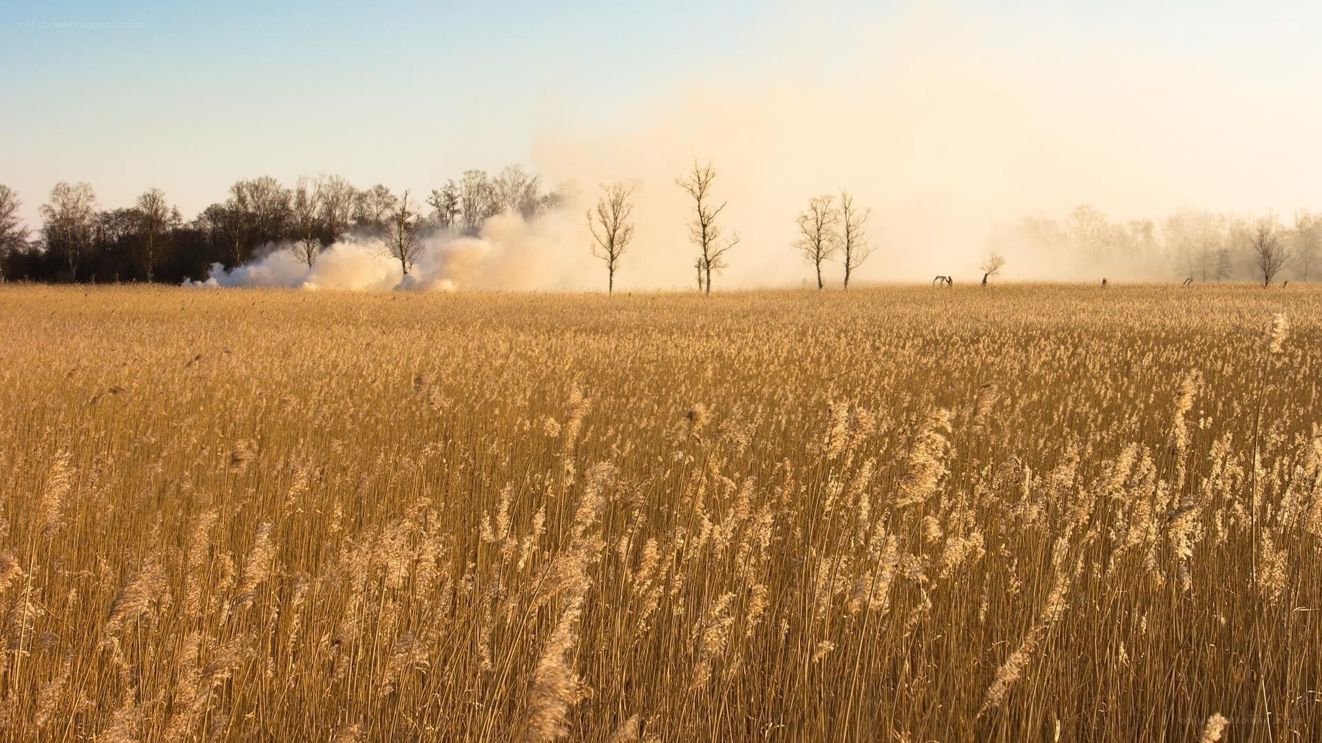 Smoke over a reed field