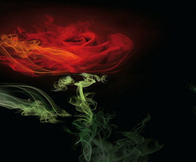 Smoke Rose Flower