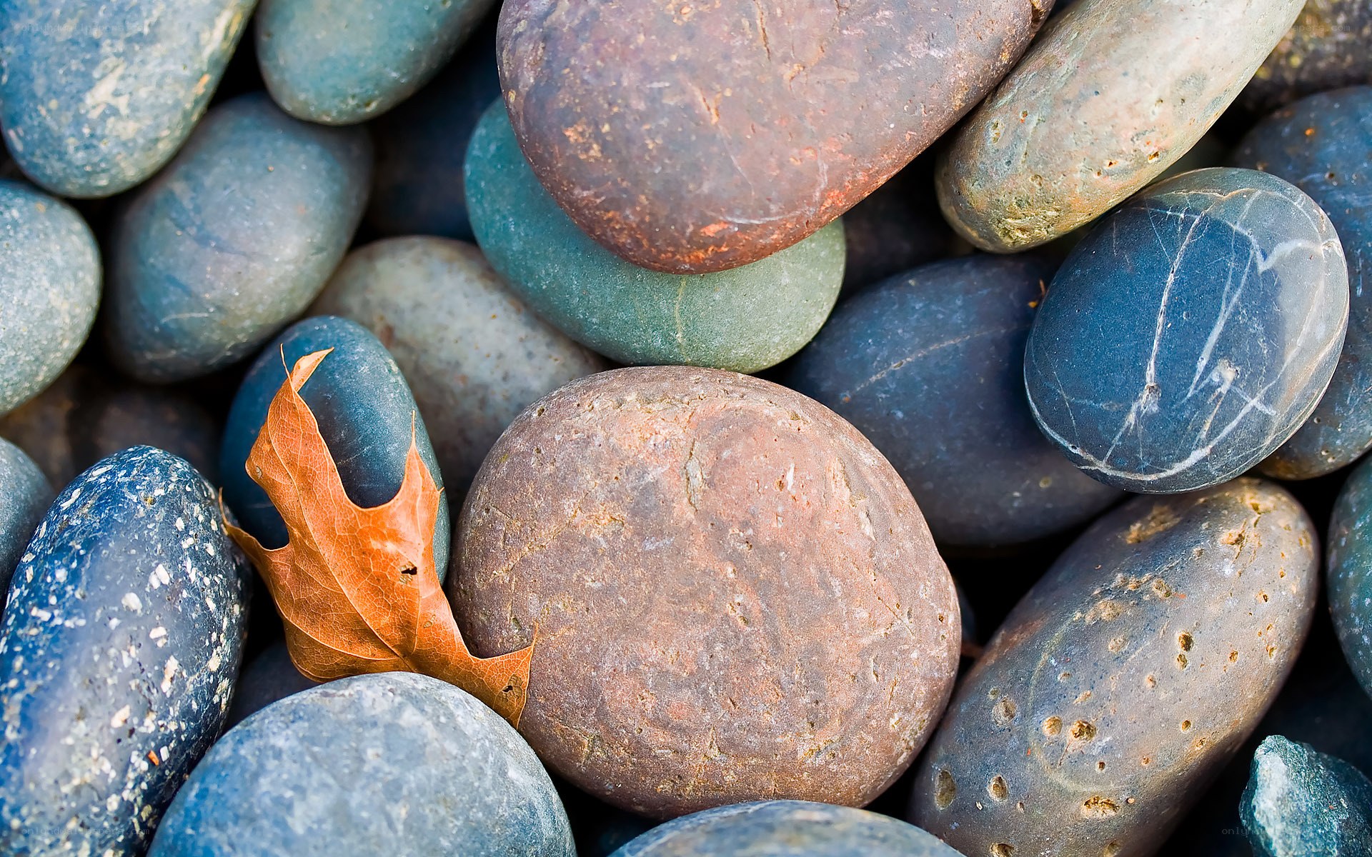 smooth stones with autumn leaf