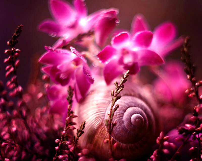 Snail Among Pink Flowers