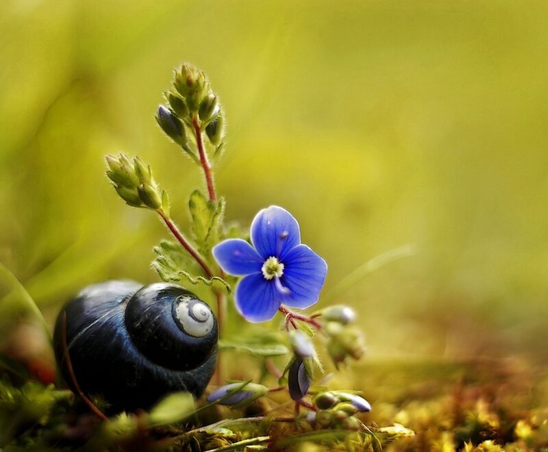 Snail and Blue Flower