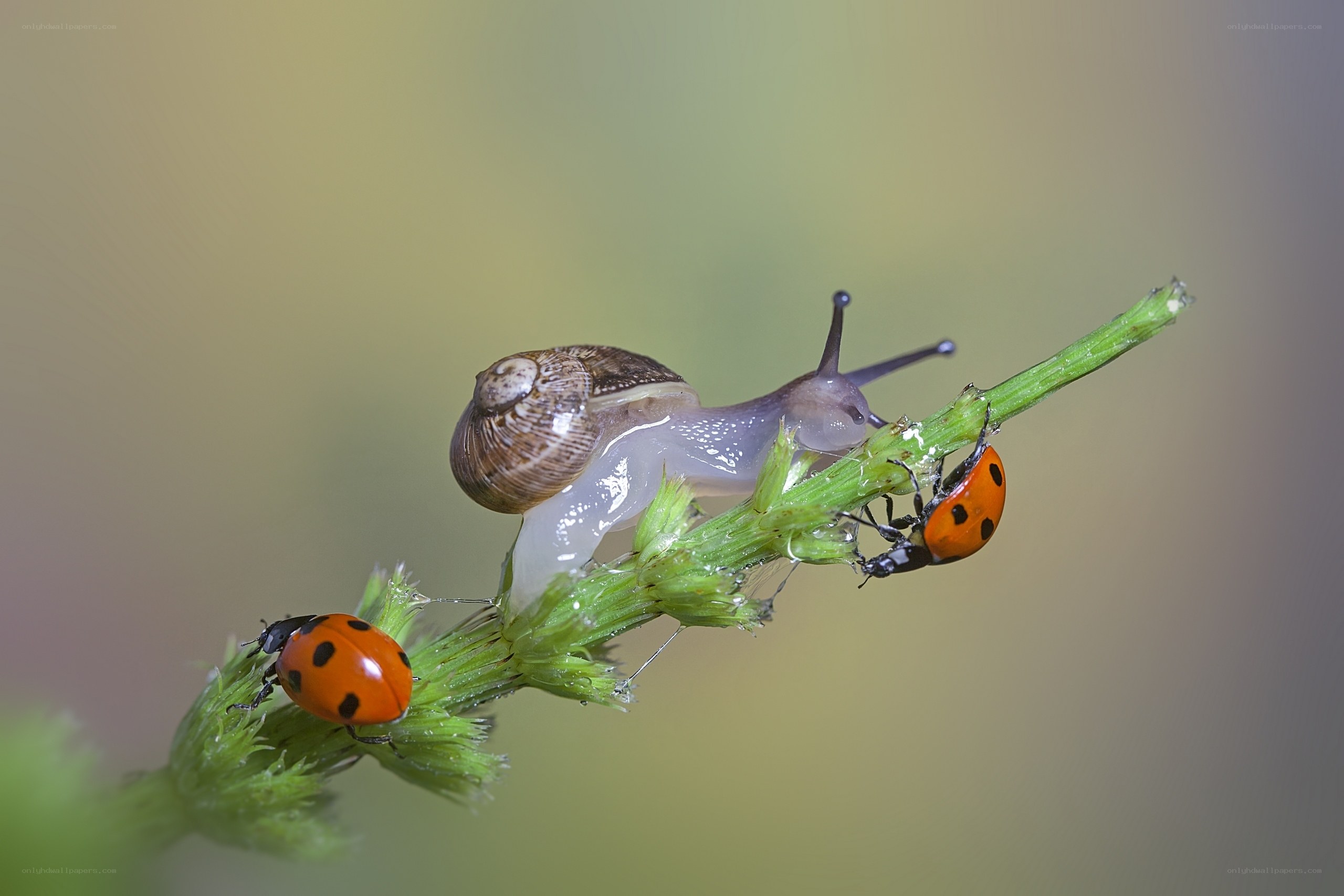 Snail and ladybugs on a stem