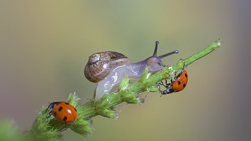 Snail and Ladybugs