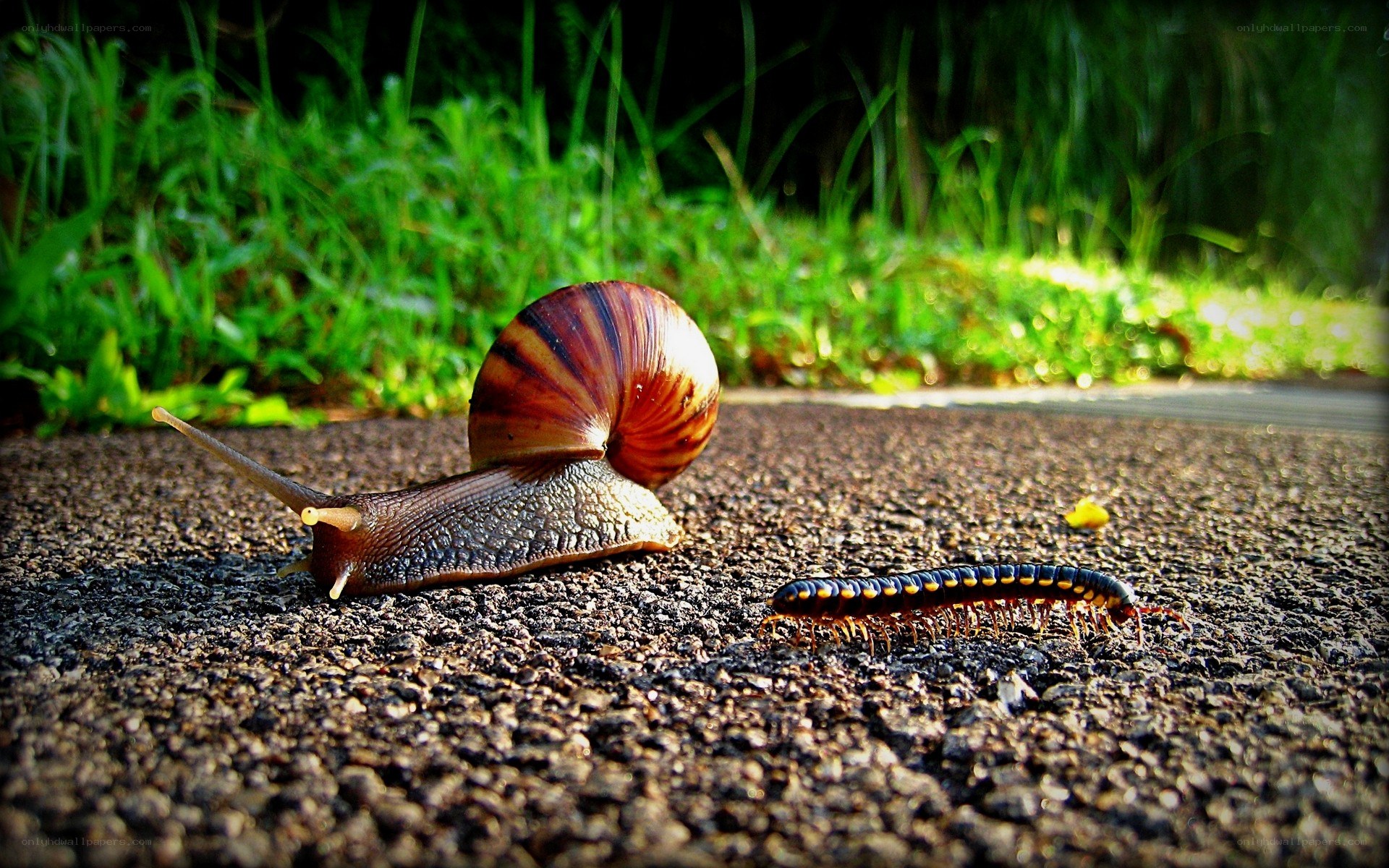 snail and millipede on pavement