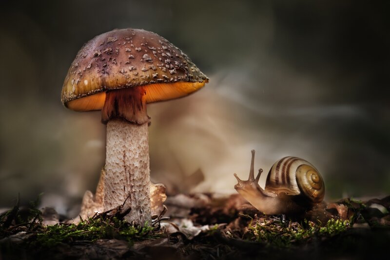 Snail and Mushroom