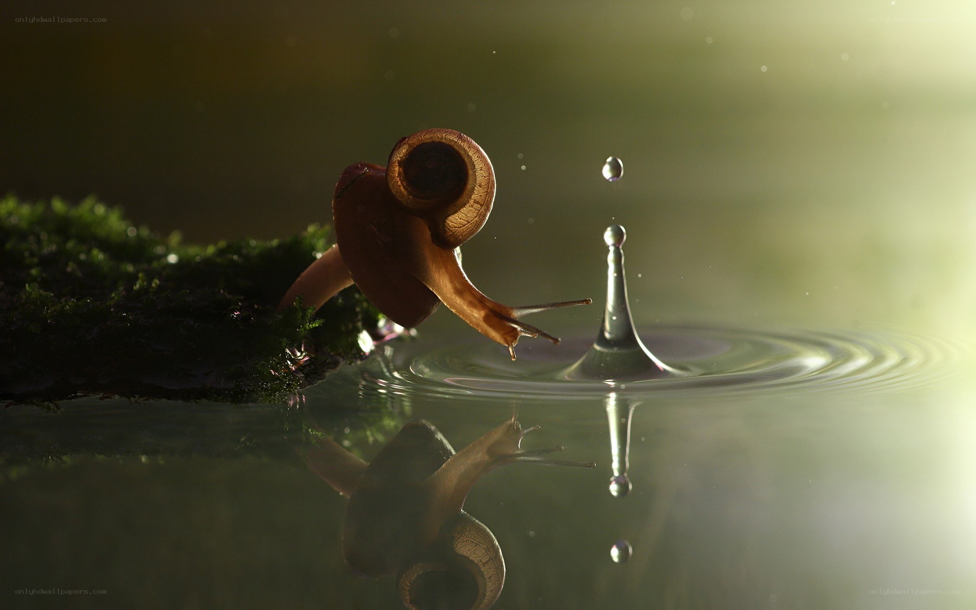 snail at water's edge
