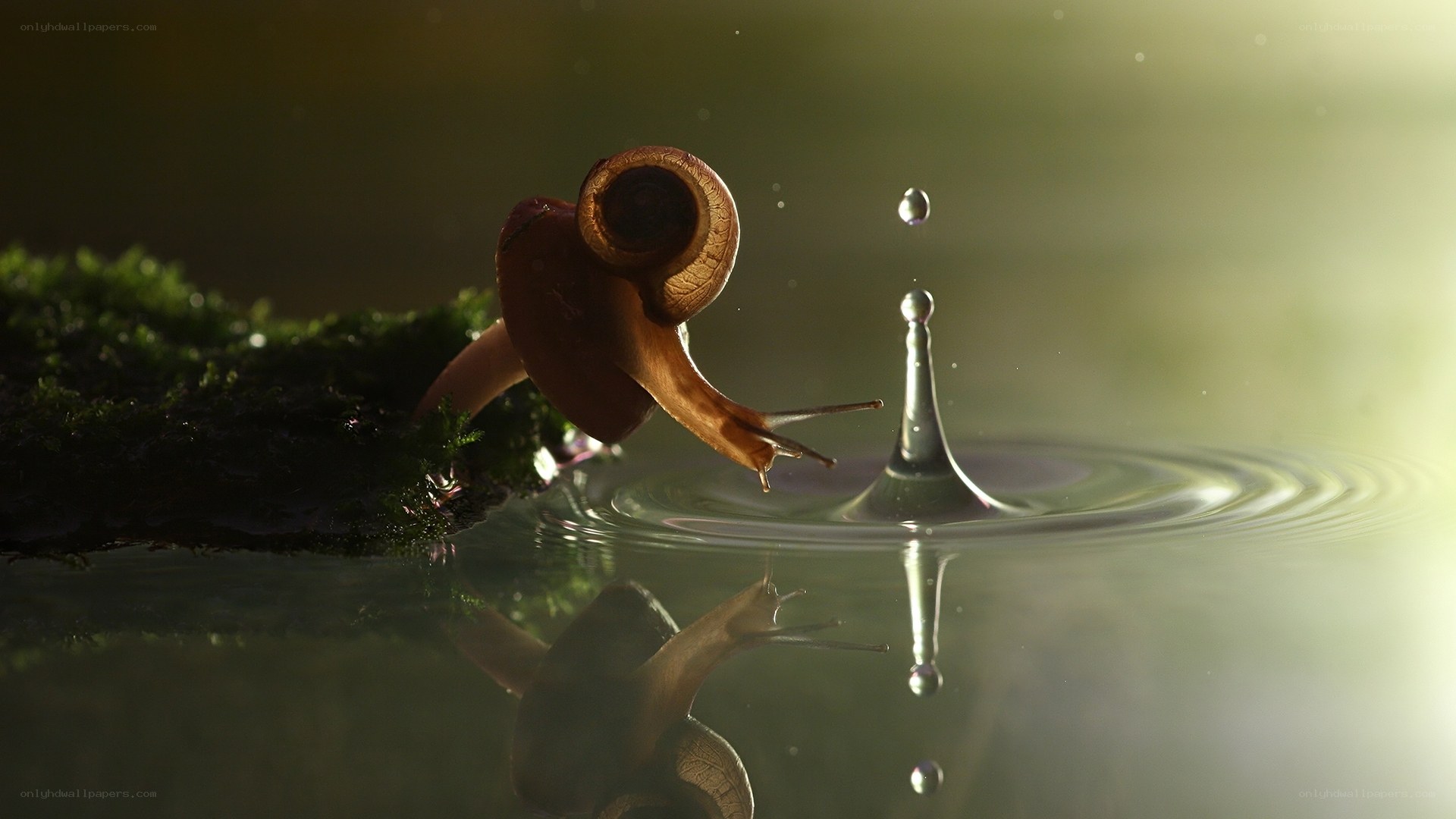 snail at water's edge