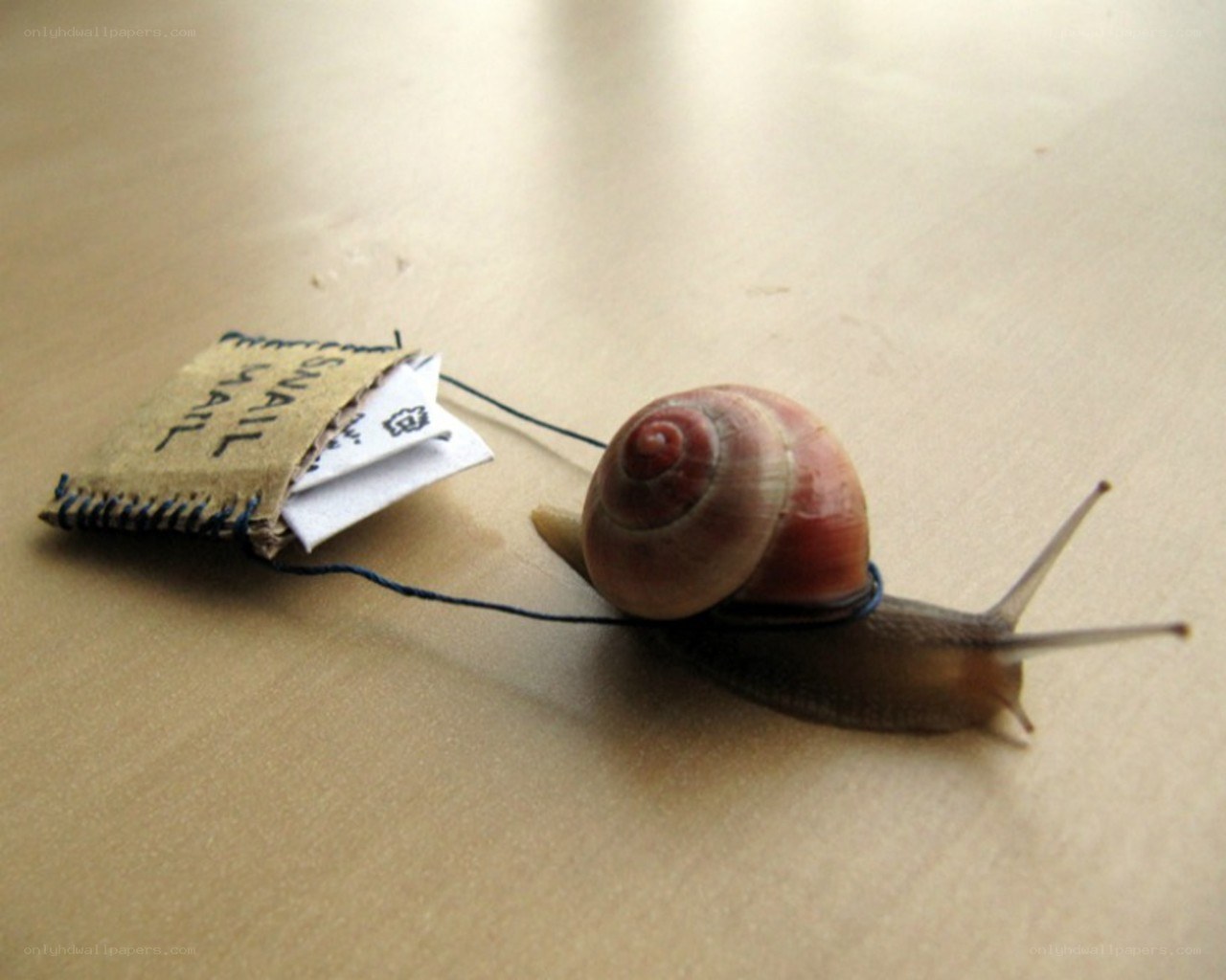 snail carrying a tiny book