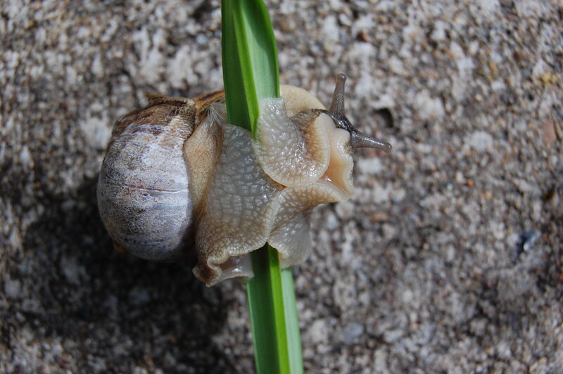 snail climbing a blade of grass