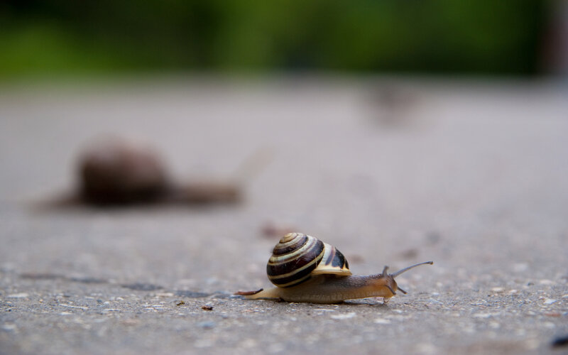 snail crawling on pavement