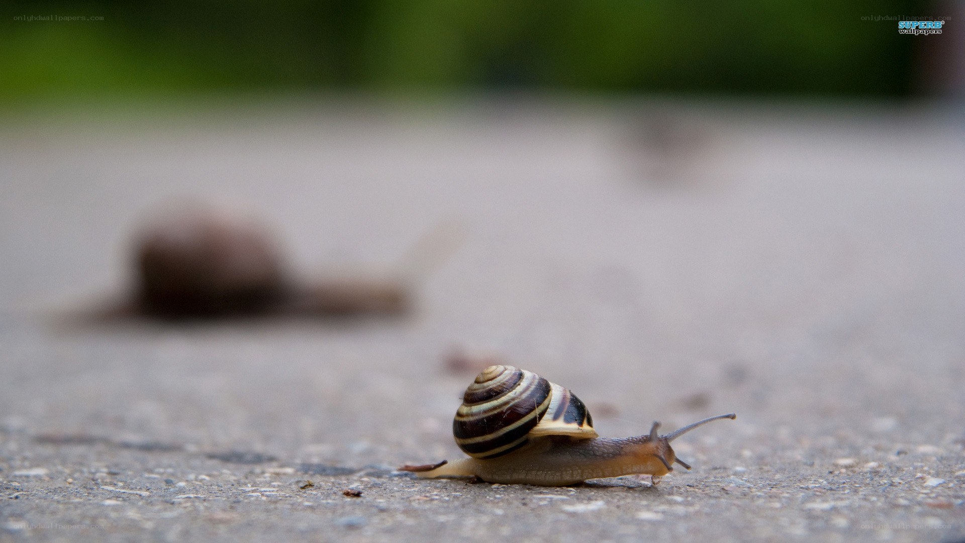 snail crawling on pavement