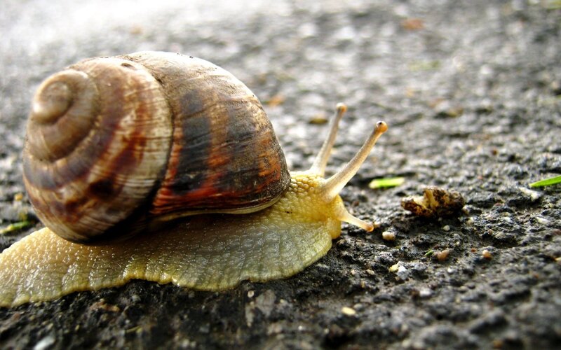 snail crawling on pavement