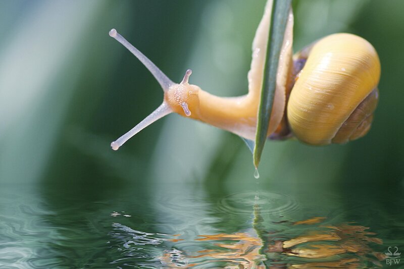 snail drinking from a leaf