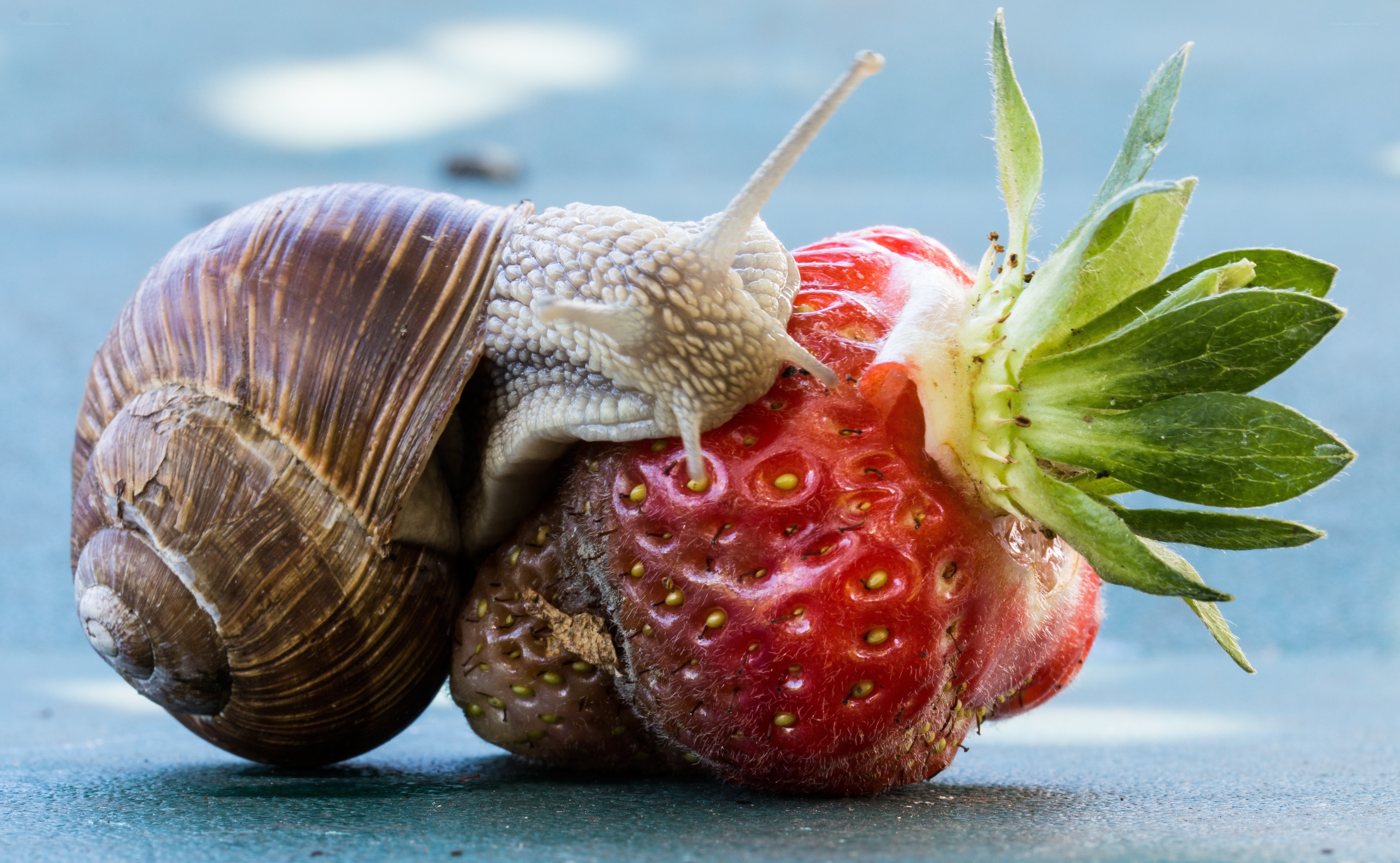 snail eating a strawberry