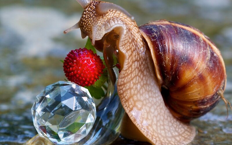 Snail Eating Strawberry