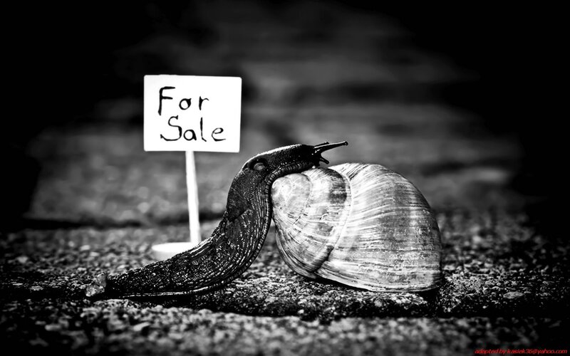snail for sale sign