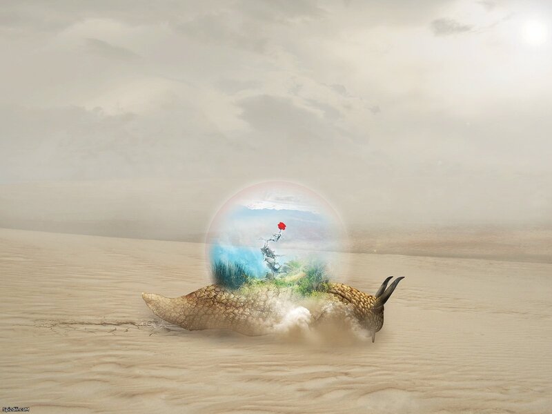 snail in a desert