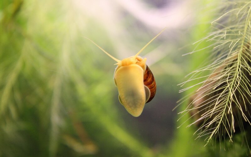 snail in aquatic plant