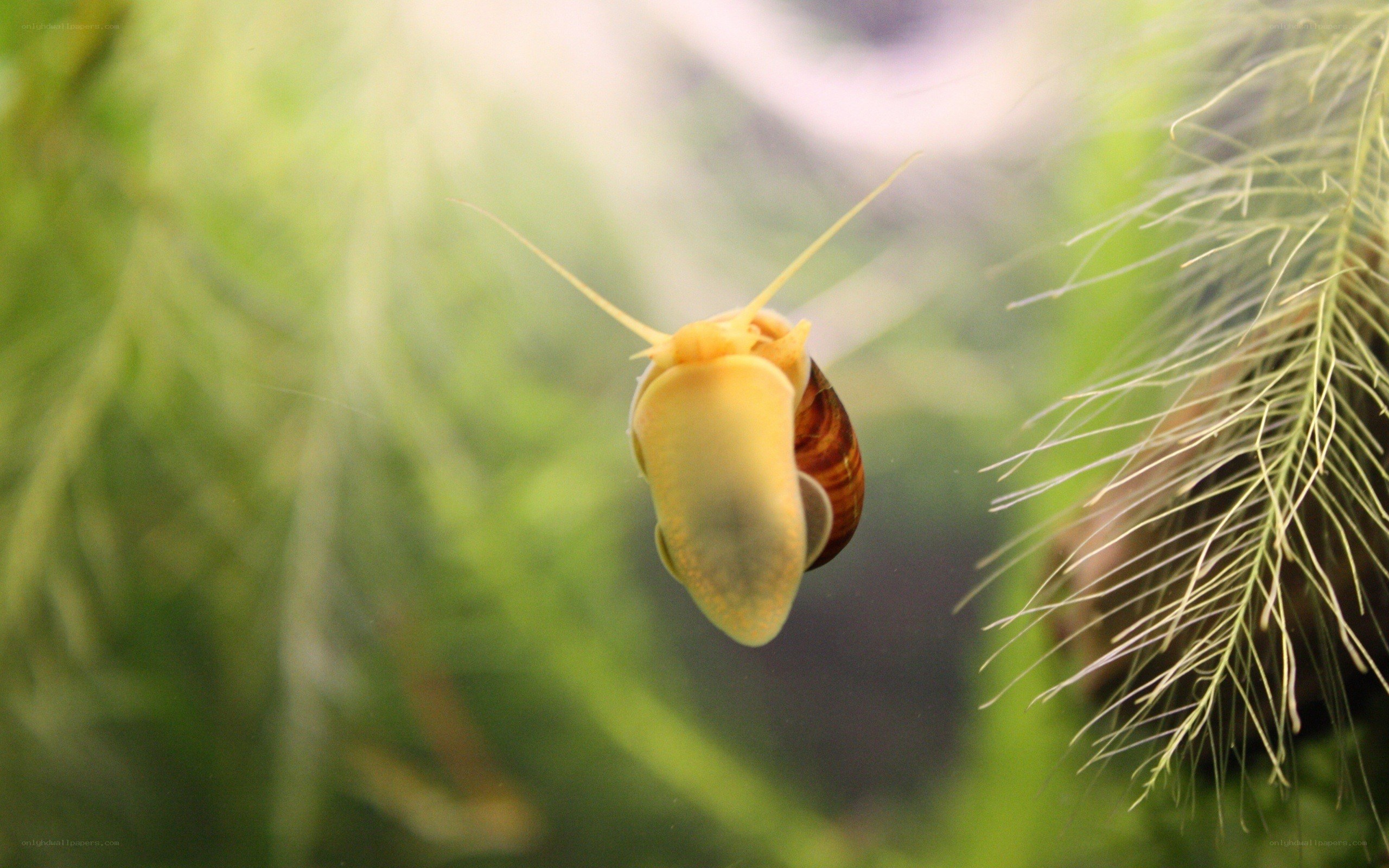 snail in aquatic plant