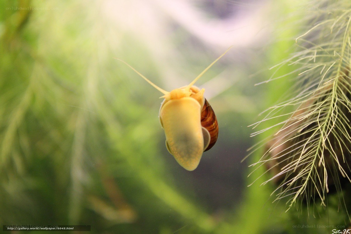 snail in aquatic plant