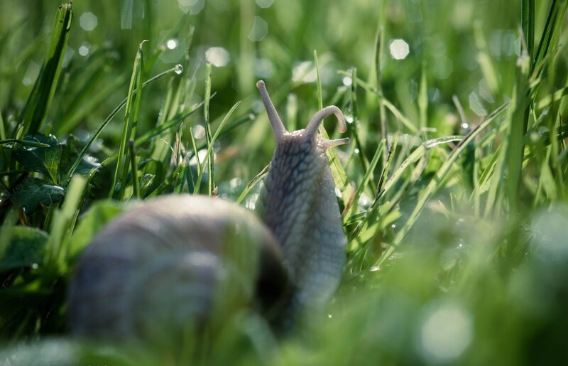 snail in dewy grass