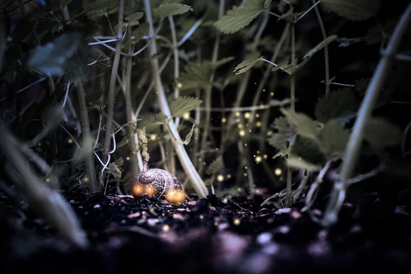 Snail in Foliage