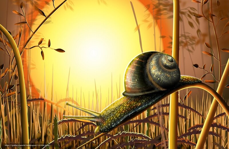snail in golden sunset