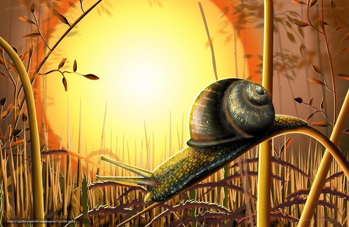 snail in golden sunset