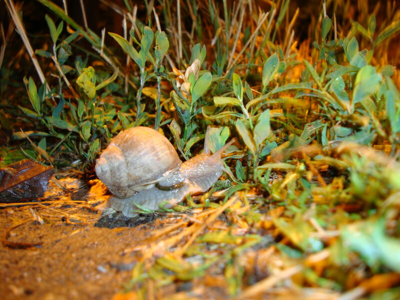 snail in grass at night
