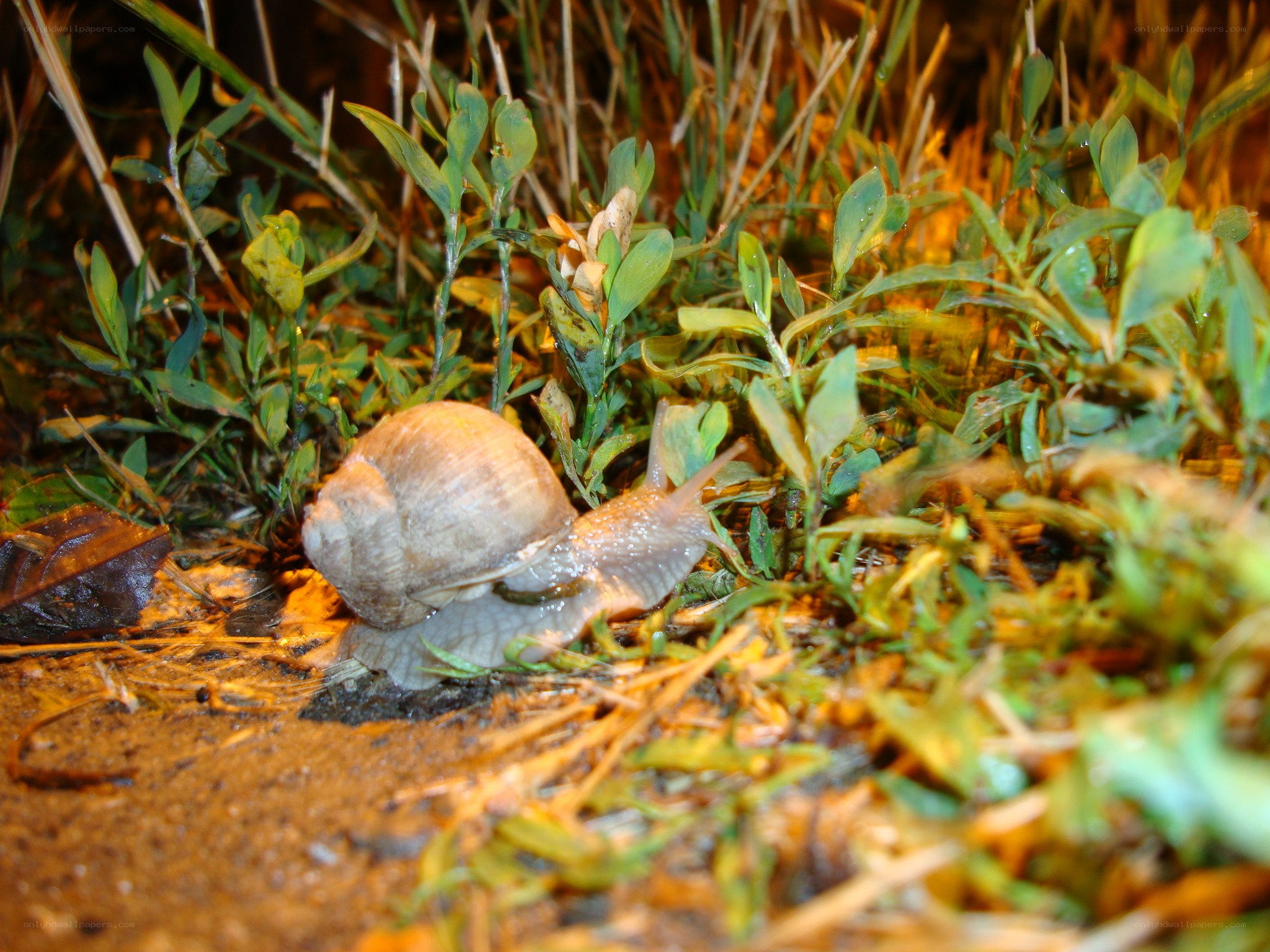 snail in grass at night