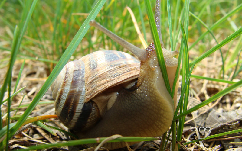 Snail in Grass — Green, Calm, Afternoon