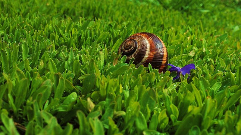 Snail in Grass — Green, Serene
