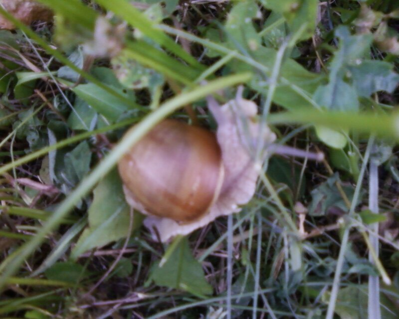 Snail in Grass — Green
