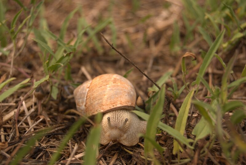 snail in grass