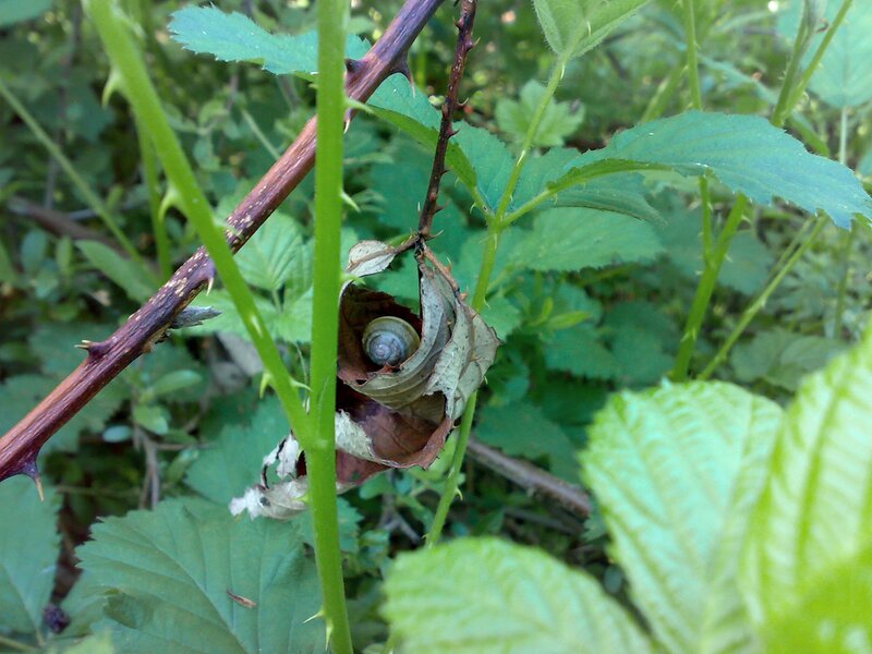 snail in leaf cocoon