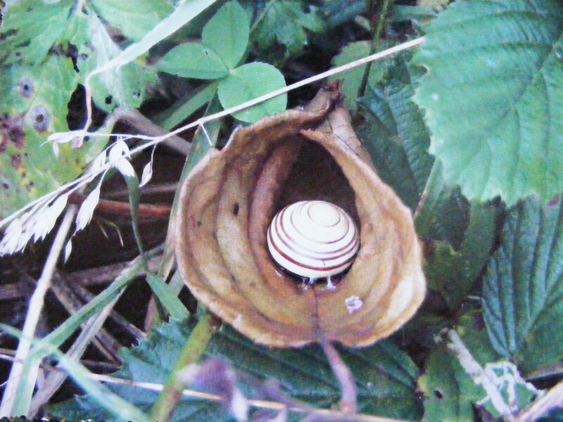 Snail in Leaf Nest
