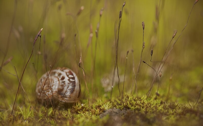 Snail in Moss