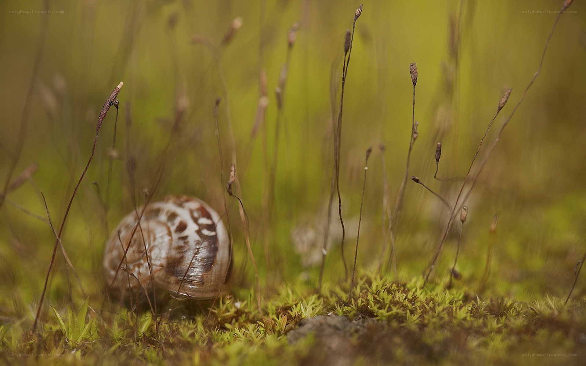 snail in mossy grass